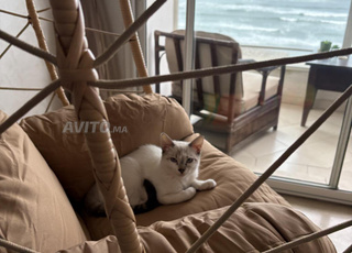 Chat ragdoll à donner