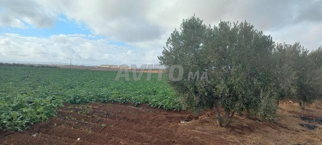 1 هكتار ونصف موثق بسعر منخفض