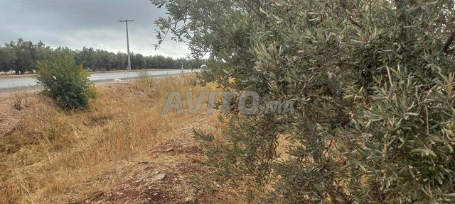 1 هكتار محفظ على الطريق لمشروع - 2