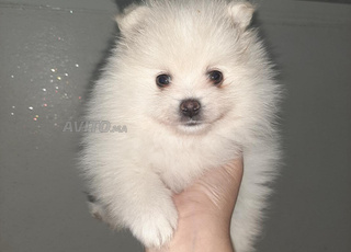 Spitz petite 2 mois