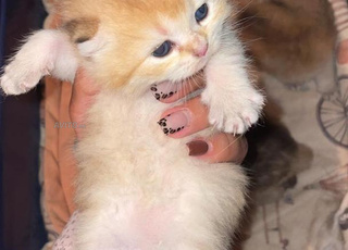 British shorthair golden