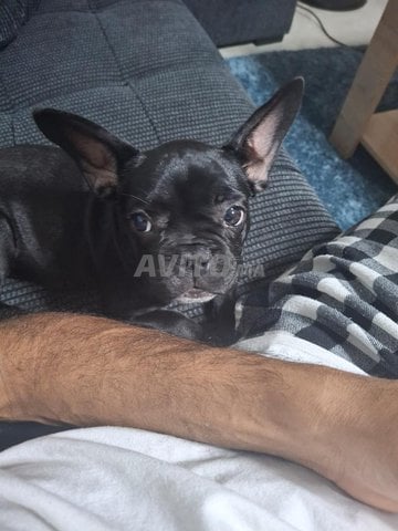 كلبة بولدوج أنثى 3 أشهر