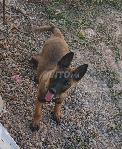 Malinois 2 mois