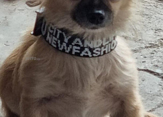 chihuahua à poiles long