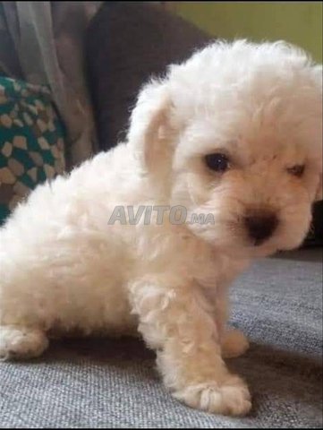 جرو بيشون هافانيز