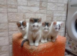 Chatons à destinée