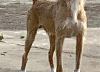 Chien potingo propre et en bonne santé à vendre 🐶