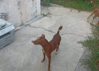 Chien potingo propre et en bonne santé à vendre 🐶