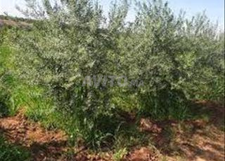 بقعة 1000 متر مربع على بعد 35 دقيقة عن أكادير