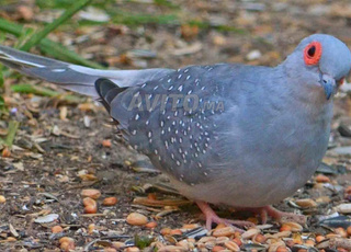 Colombe diamant à vendre