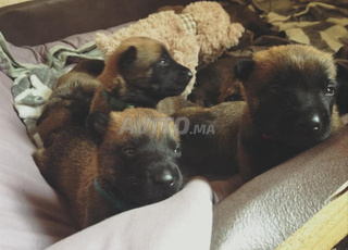 malinois chrboni bébé