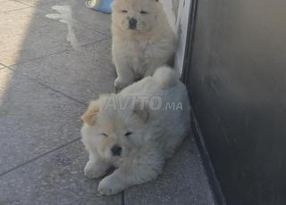 جرو تشاو تشاو