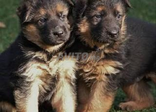 جرو الراعي الألماني