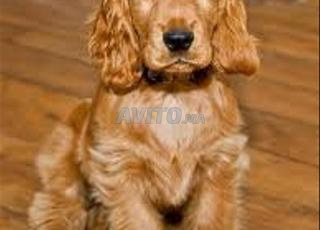 جرو كوكر سبنييل