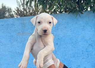 femelle dog argentin