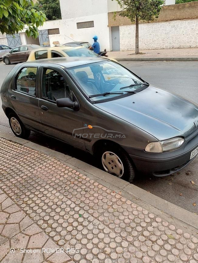 palio gris 