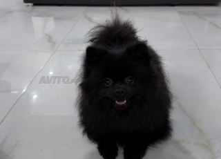 Spitz Nain Femelle Vaccinée