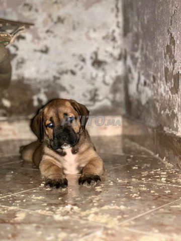 أنثى Cane Corso ذات نسب كبيرة