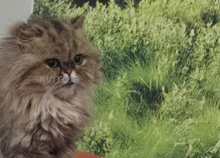 Femelle Persan Chinchilla