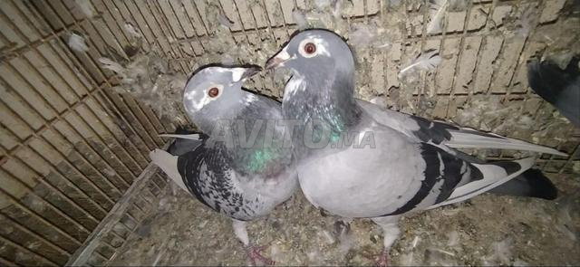 22 قطعة للبيع 30 درهم للأفراد و 20 درهم بالجملة