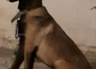 Chennerie malinois pure