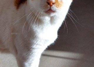 Un adorable chat senior cherche une famille 🐾