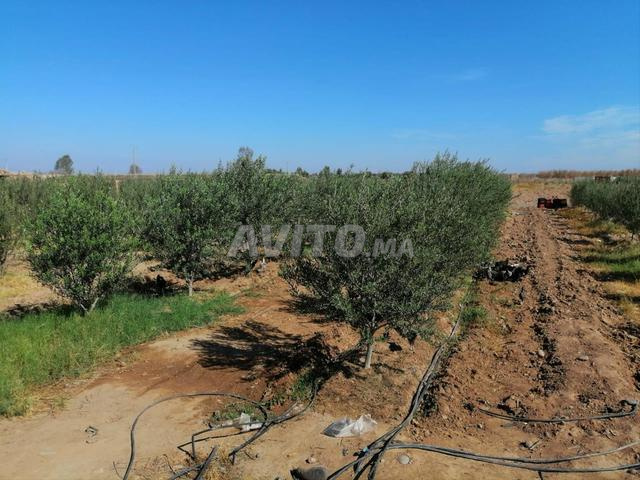 Ferme à vendre Oudaya Marrakech 3 hectare.