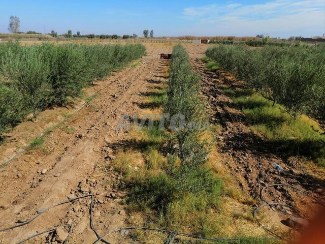 Ferme à vendre Oudaya Marrakech 3 hectare. - 2