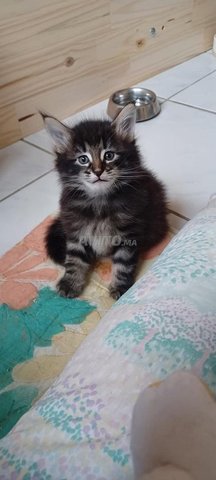 Bébé chat race Norvège poil long