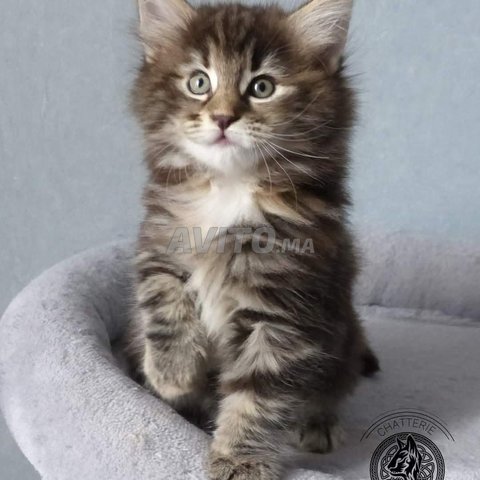 Norvège poilong bébé chat