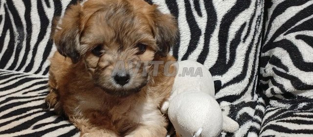 chiot bichon havanais