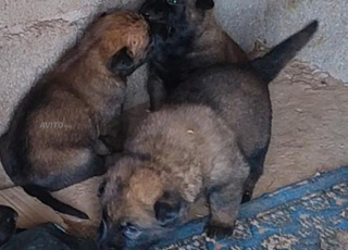 Chien Malinois à vendre