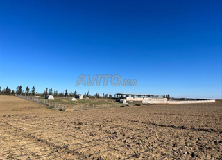 Vente de ma ferme près de Tiflet