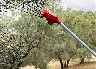  هزاز زيتون سواسة الزيتون