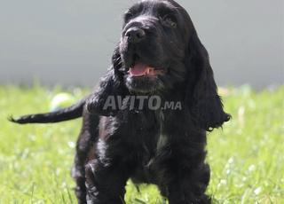 كوكر إنجليزي