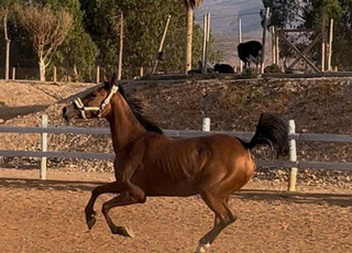 Jument pur Sang Arabe