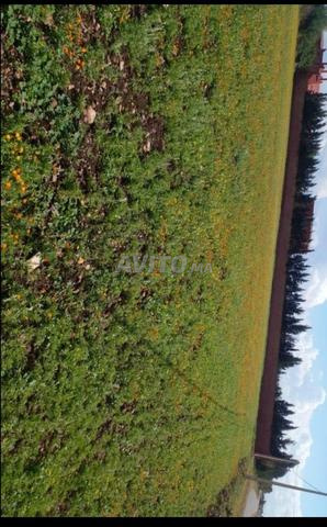 Vente terrain de 4040 m2 à Mediouna ouled Ziane - 2