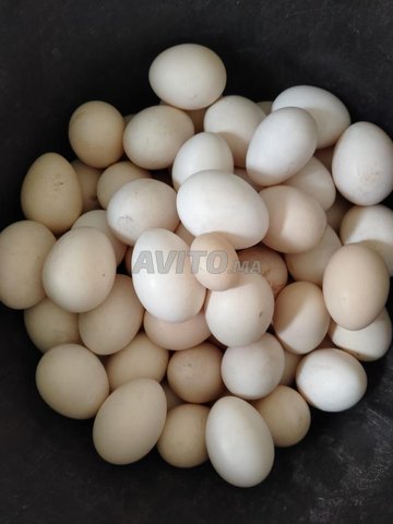 Oeufs Fayoumi fertiles