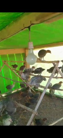 🐥 Poussins Fayoumi d'un mois prêts à être élevés 🐥