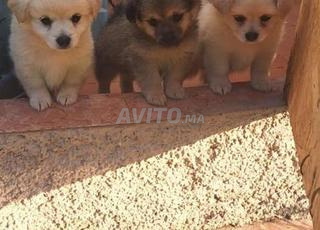 جراء رائعة مهجنة بيكينيز × سبيتز - شهرين