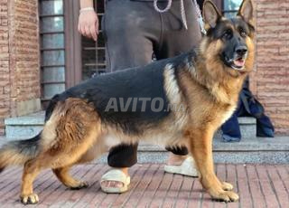 Berger allemand male