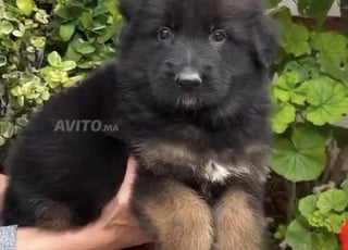 Berger allemand pedigree noire