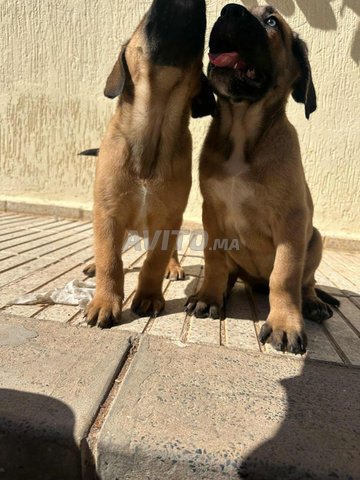 أنثى كاني كورسو ذات حجم كبير وأصل ذو نسب