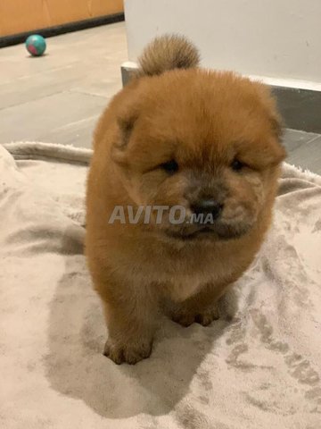 chow chow chiots 