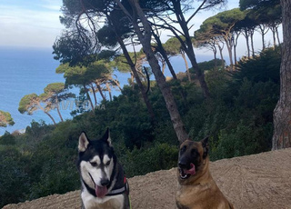 Husky et Malinois