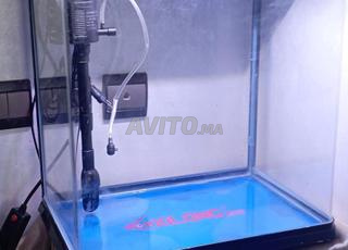 Aquarium importation