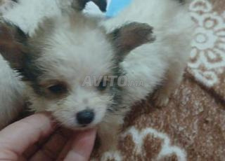 شيواوا بابيو للبيع