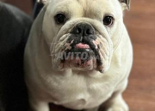 Bulldog anglais
