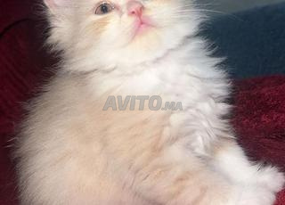 قطة للبيع