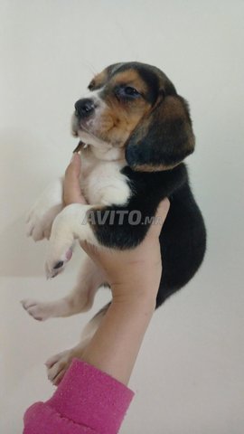 Beagle chiot